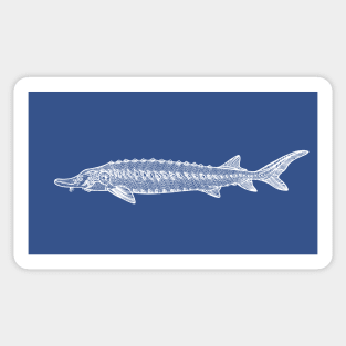 Atlantic Sturgeon - hand drawn fish design Sticker